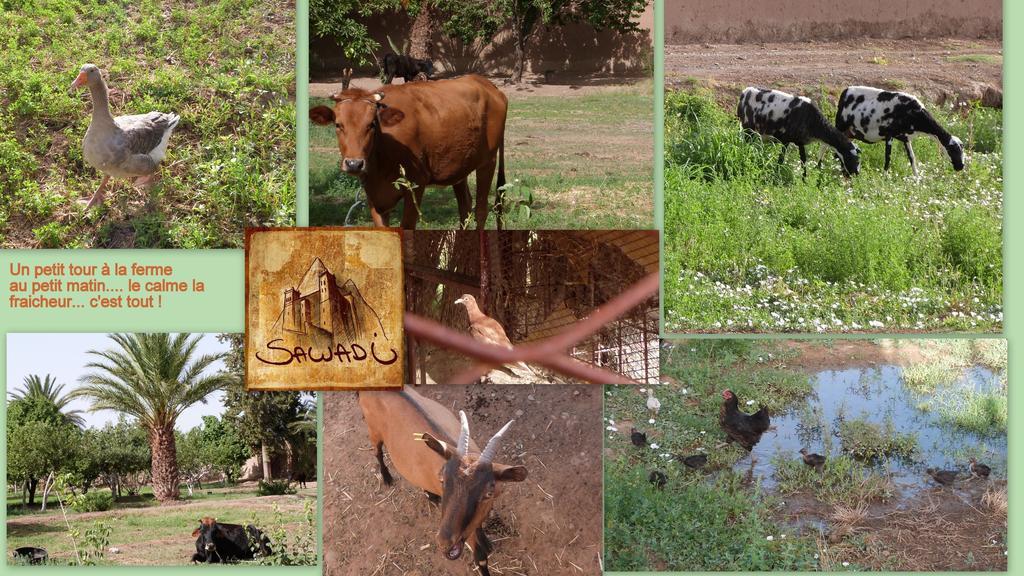 Sawadi Ecolodge 스쿠라 외부 사진